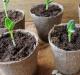 Planting av agurker med frø i åpen mark: regler for såing og dyrking