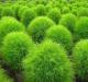Особливості догляду та вирощування кохії з насіння Рослина кохія літній кипарис