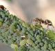 De la afidele și alți dăunători vor ajuta „Relația Biotlin Ant Aphid