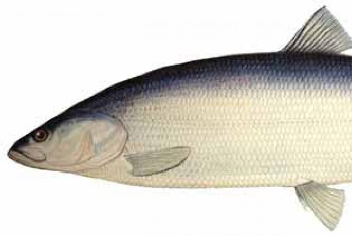 Nelma zivs: detalizēts apraksts un zvejas metodes Vai ir iespējams ēst neapstrādātu nelmu