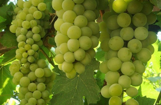 Descripción de variedades de uva para cultivo en Middle lane y la región de Moscú.