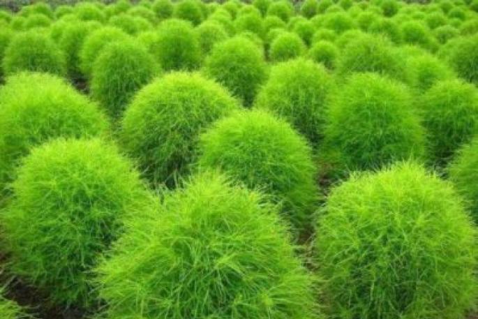 Kochia bitkisi yaz selvi tohumlarından bakım ve büyüyen kochia özellikleri