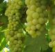 Опис сортів винограду для вирощування в Середній смузі та Підмосков'ї