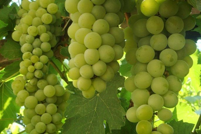 Descripción de variedades de uva para cultivo en la Zona Media y la región de Moscú.
