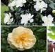 Gardenia - el significado de la flor Gardenia cuidado en el hogar