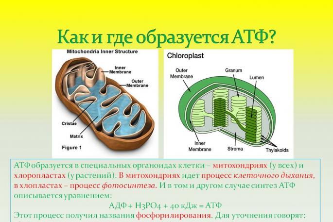 Lekcija biologije: ATP molekul - šta je to