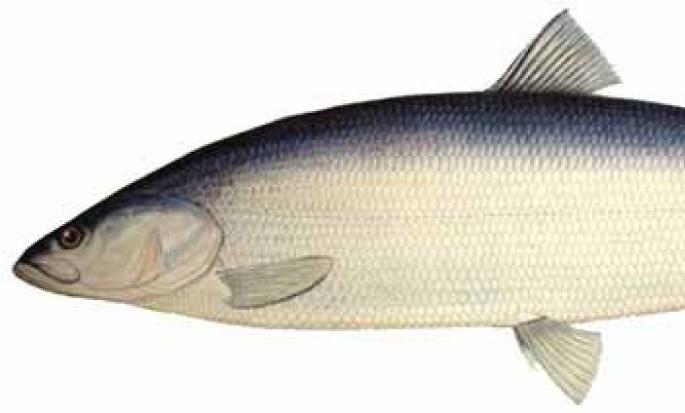 Риба Нелма: подробно описание и методи за риболов Възможно ли е да се яде сурова нелма