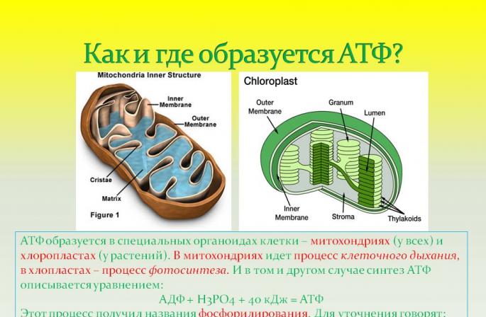 Биологийн хичээл: ATP молекул - энэ юу вэ