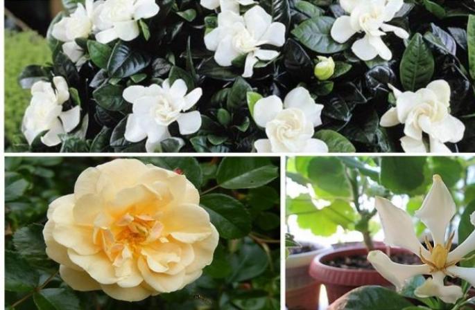 Gardenia - význam starostlivosti o kvetinu Gardenia doma
