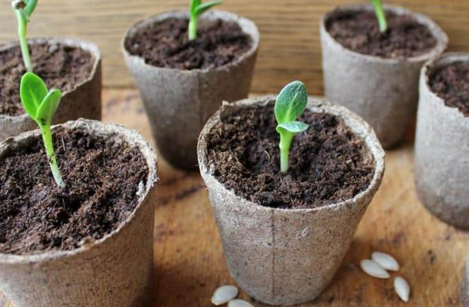 Sadnja krastavaca sjemenkama u otvorenom tlu: pravila za sjetvu i uzgoj
