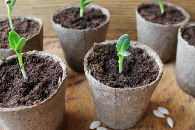 Plantarea castraveților cu semințe în pământ deschis: reguli pentru însămânțare și creștere